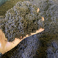 Pure Worm Castings